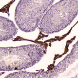 Anti-Cytochrome P450 17A1/Cyp17a1 Antibody Picoband® Boster Bio