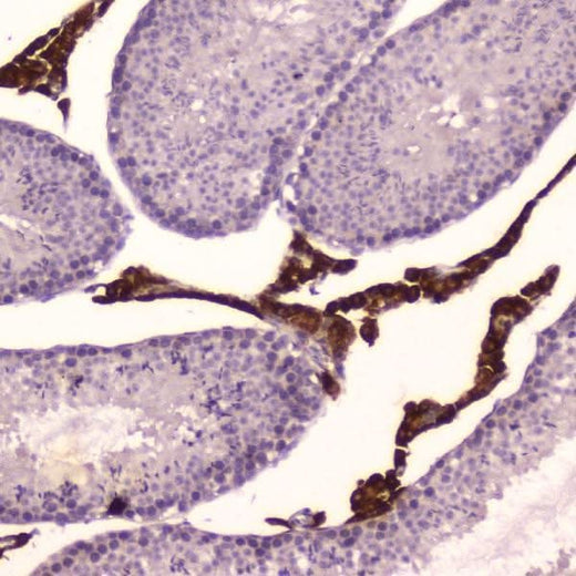 Anti-Cytochrome P450 17A1/Cyp17a1 Antibody Picoband® Boster Bio