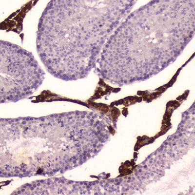 Anti-Cytochrome P450 17A1/Cyp17a1 Antibody Picoband® Boster Bio