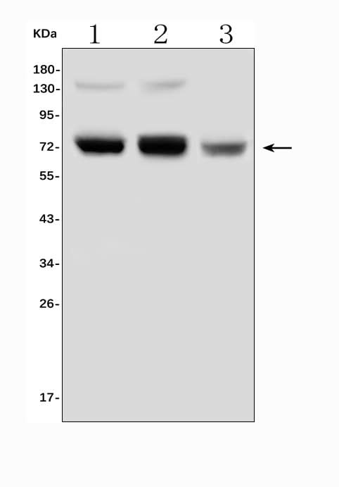 Anti-PRMT5 Antibody Picoband® Boster Bio