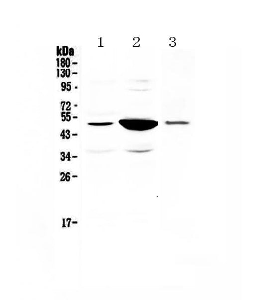Anti-PAI1/Serpine1 Antibody Picoband® Boster Bio