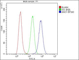 Anti-TMEM16A/ANO1 Antibody Picoband® Boster Bio