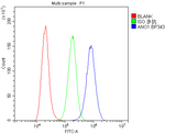 Anti-TMEM16A/ANO1 Antibody Picoband® Boster Bio