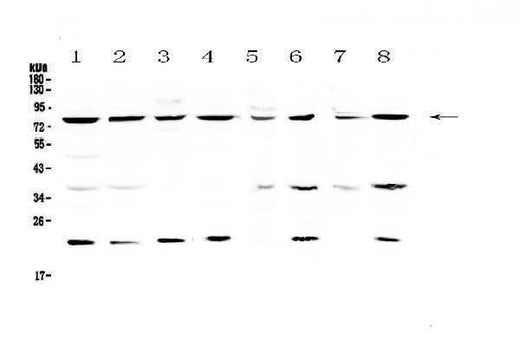 Anti-MRE11/MRE11 Antibody Picoband® Boster Bio