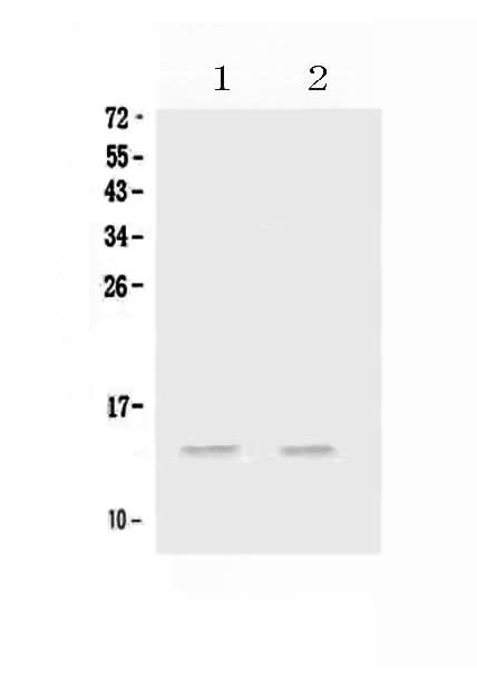 Anti-MIP-3 Alpha/CCL20 Antibody Picoband® Boster Bio