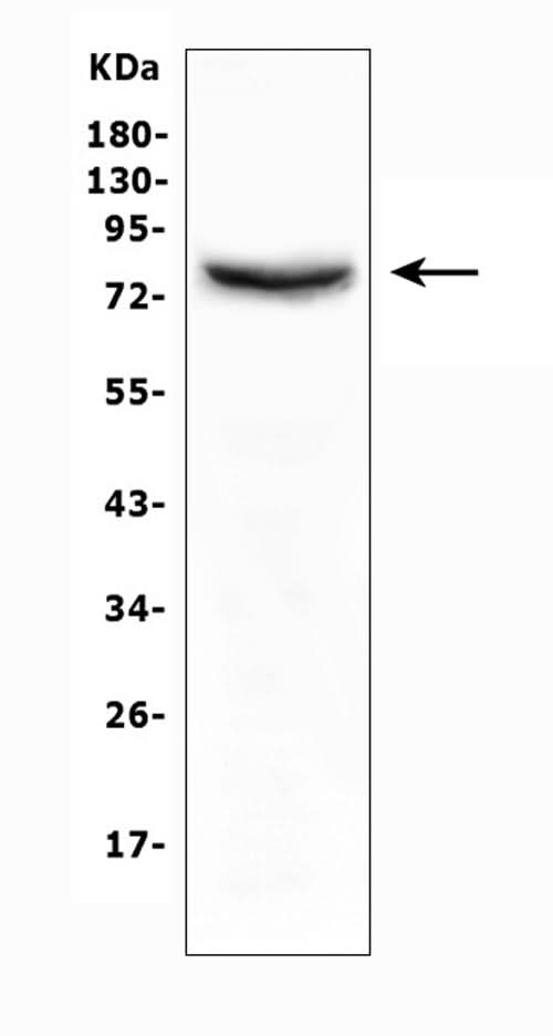 Anti-Moesin/MSN Antibody Picoband® Boster Bio