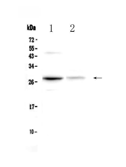 Anti-Oncostatin M/Osm Antibody Picoband® Boster Bio