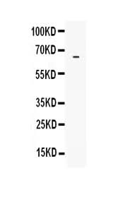 Anti-LBP Antibody Picoband® Boster Bio
