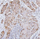 Anti-PKC delta/PRKCD Antibody Picoband® Boster Bio