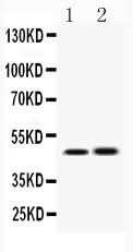 Anti-IKK gamma/IKBKG Antibody Picoband® Boster Bio