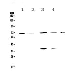Anti-DNA Polymerase lambda/POLL Antibody Picoband® Boster Bio