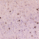 Anti-Cystatin C/CST3 Antibody Picoband® Boster Bio
