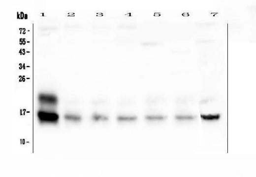 Anti-Cystatin C/Cst3 Antibody Picoband® Boster Bio