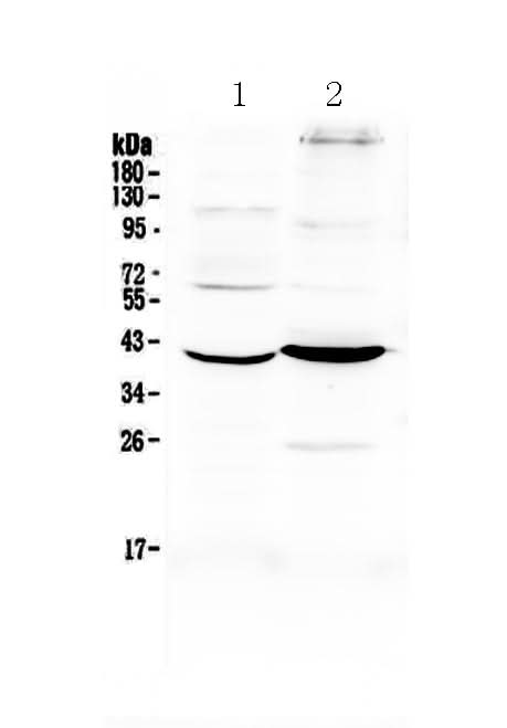 Anti-Follistatin/FST Antibody Picoband® Boster Bio