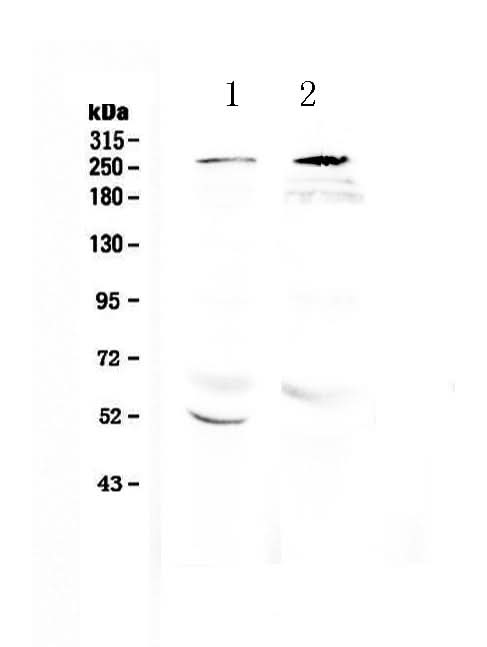Anti-RanBP2 Antibody Picoband® Boster Bio