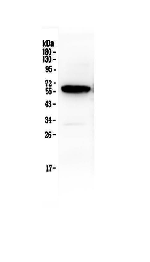Anti-Syndecan-1/SDC1 Antibody Picoband® Boster Bio
