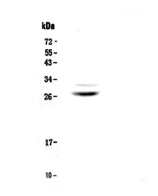 Anti-Myelin Protein Zero/MPZ Antibody Picoband® Boster Bio