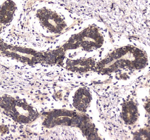 Anti-RNA polymerase II RPB1/POLR2A Antibody Boster Bio