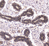 Anti-RNA polymerase II RPB1/POLR2A Antibody Boster Bio