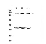 Anti-KCNH1 Antibody Picoband® Boster Bio