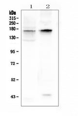 Anti-KCNH1 Antibody Picoband® Boster Bio