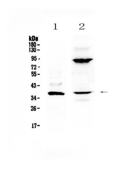 Anti-IL12B Antibody Picoband® Boster Bio