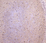 Anti-WWOX Antibody Picoband® Boster Bio