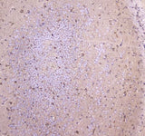 Anti-WWOX Antibody Picoband® Boster Bio
