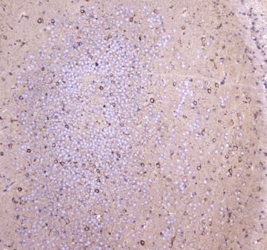 Anti-WWOX Antibody Picoband® Boster Bio