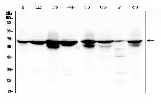 Anti-Lamin B Receptor/LBR Antibody Picoband® Boster Bio
