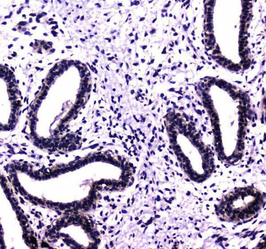 Anti-HAUSP/USP7 Antibody Picoband® Boster Bio