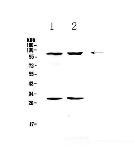 Anti-CD62P/Selp Antibody Picoband® Boster Bio