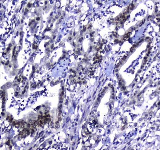 Anti-MDC1 Antibody Boster Bio