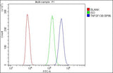 Anti-BAFF/TNFSF13B Antibody Picoband® Boster Bio