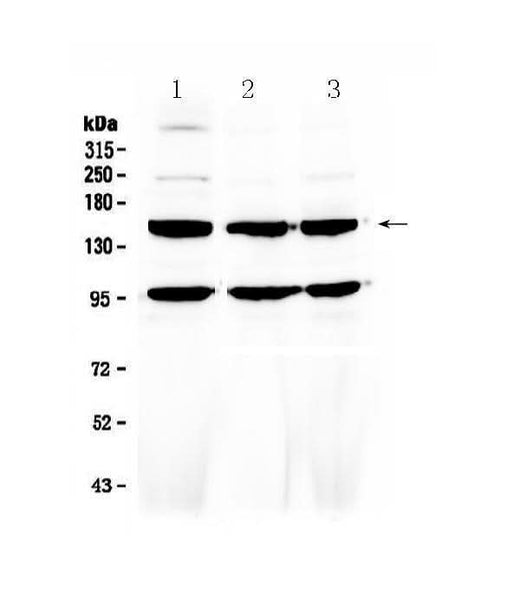 Anti-VEGF Receptor 3/FLT4 Antibody Picoband® Boster Bio