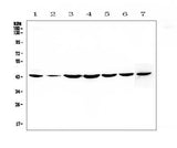 Anti-FLIP/CFLAR Antibody Picoband® Boster Bio