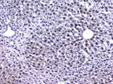 Anti-Retinoid X Receptor alpha/RXRA Antibody Picoband® Boster Bio