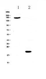 Anti-COL18A1 Antibody Picoband® Boster Bio