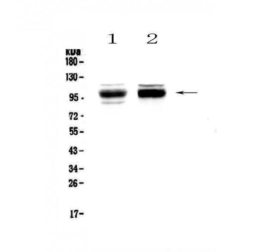 Anti-SATB1 Antibody Picoband® Boster Bio