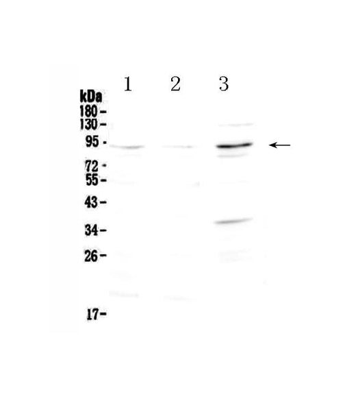 Anti-FOXP2 Antibody Picoband® Boster Bio