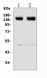 Anti-Metabotropic Glutamate Receptor 5/GRM5 Antibody Picoband® Boster Bio