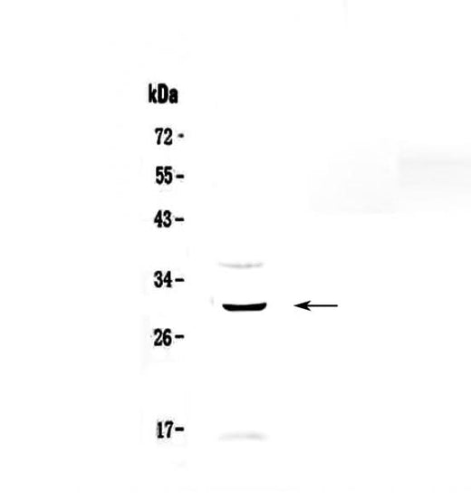 Anti-GPCR GPR40/FFAR1 Antibody Picoband® Boster Bio