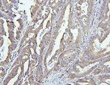 Anti-EIF4G1 Antibody Picoband® Boster Bio