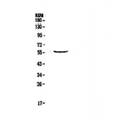 Anti-TRIM5 Antibody Picoband® Boster Bio