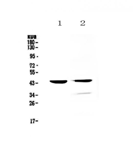 Anti-Cathepsin D/Ctsd Antibody Picoband® Boster Bio