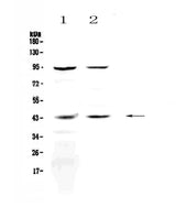 Anti-KiSS1 receptor/KISS1R Antibody Picoband® Boster Bio