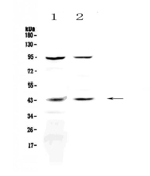 Anti-KiSS1 receptor/KISS1R Antibody Picoband® Boster Bio