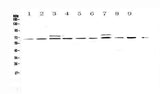 Anti-CDC45L Antibody Picoband® Boster Bio