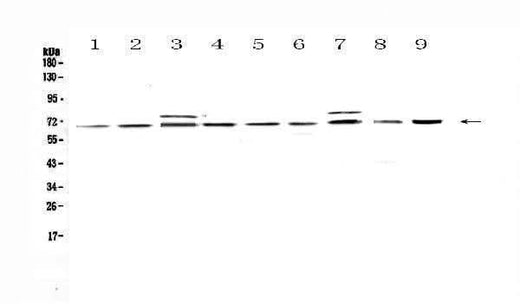 Anti-CDC45L Antibody Picoband® Boster Bio