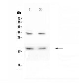 Anti-Pleiotrophin/PTN Antibody Picoband® Boster Bio